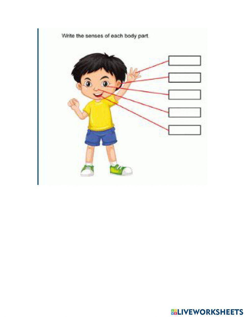 Five sense- Science Exam