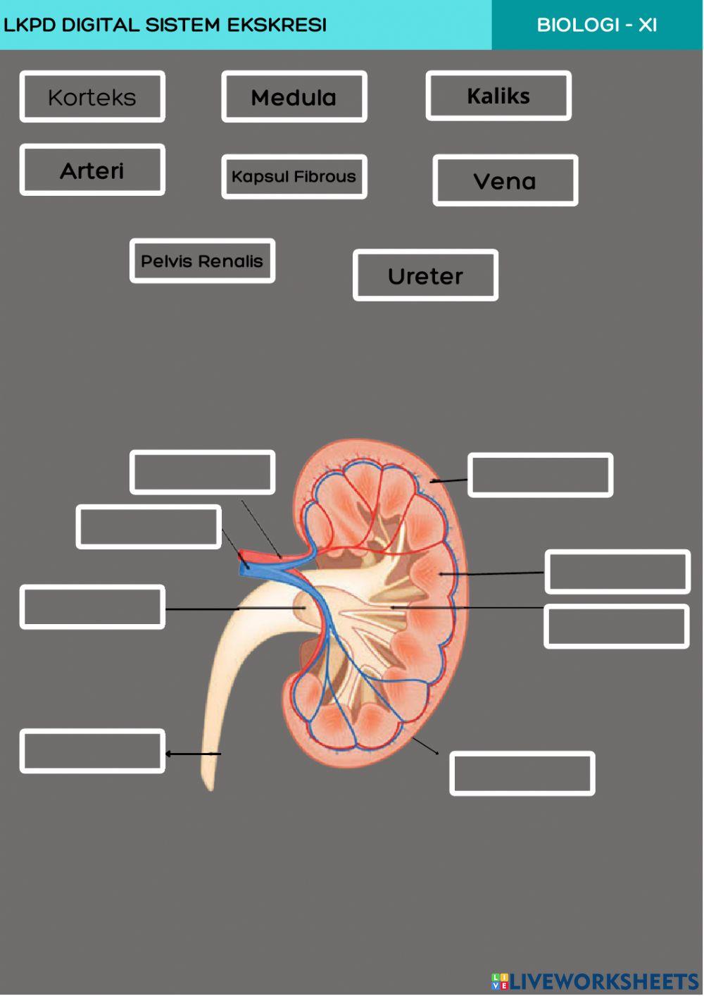 Sistem Ekskresi manusia