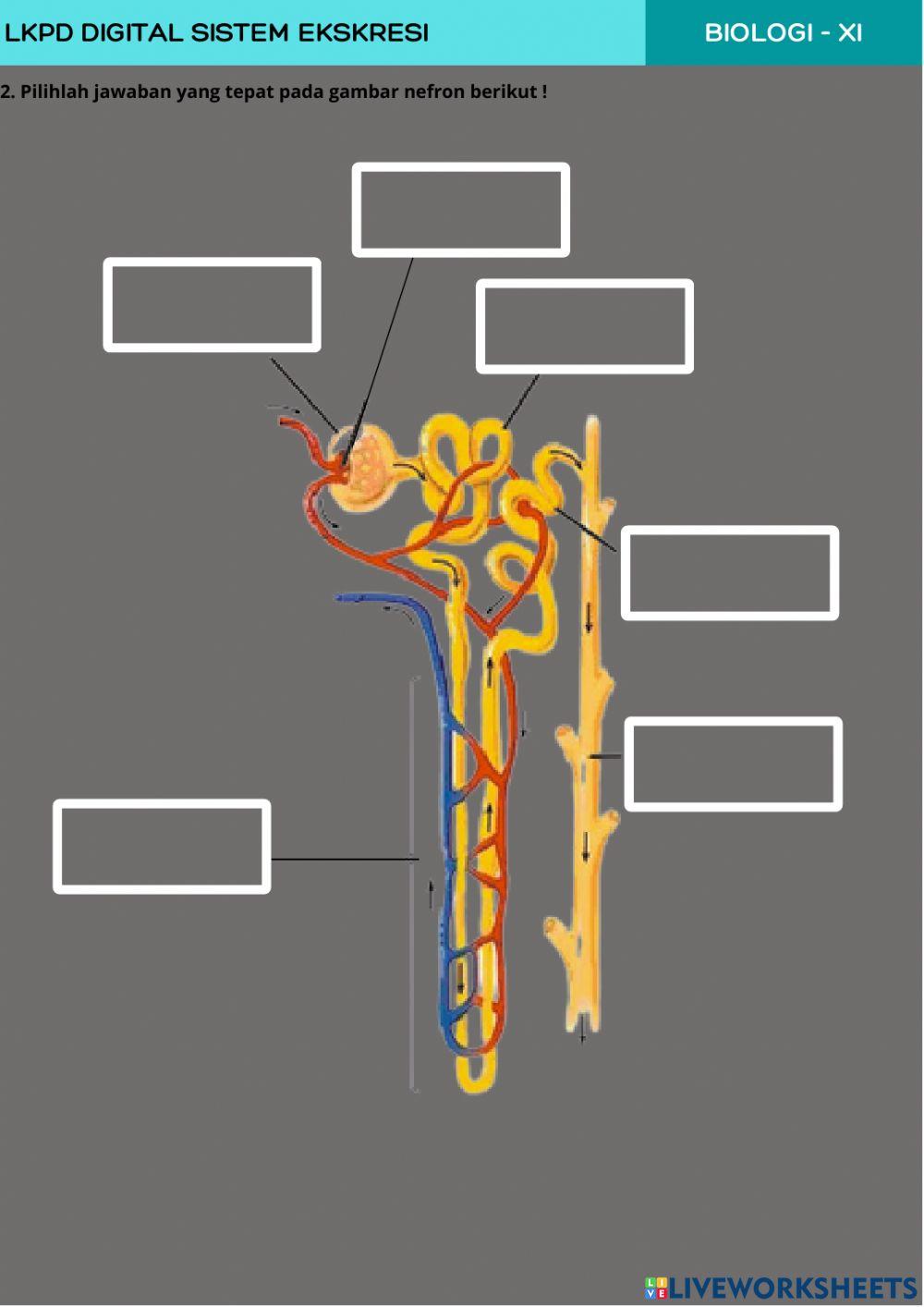 Sistem Ekskresi manusia