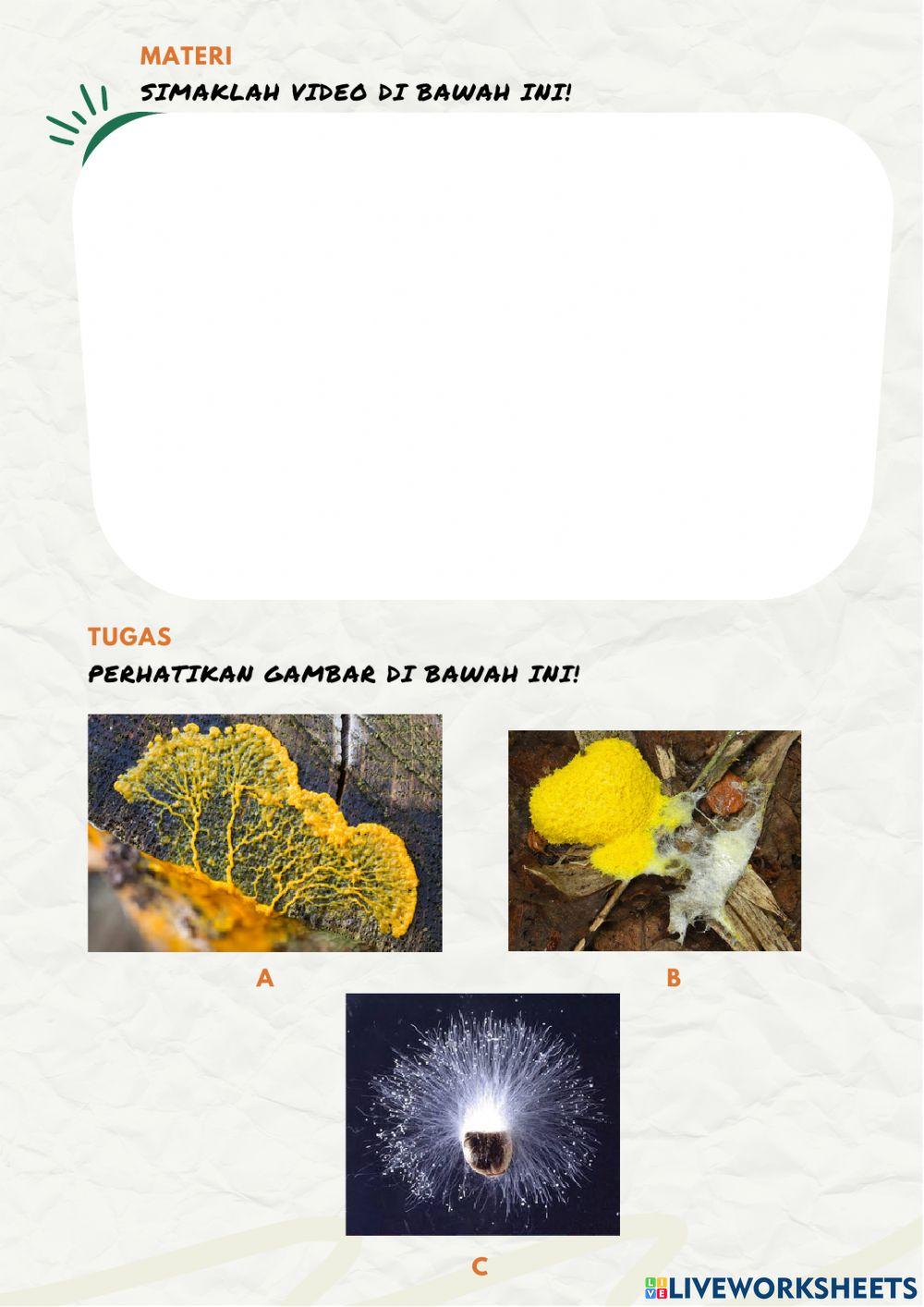 Ltpd protista mirip jamur