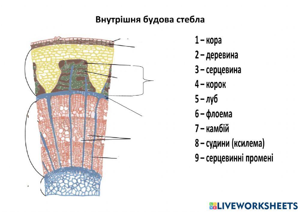 2227309 | Внутрішня будова стебла | OlgaSolonenko