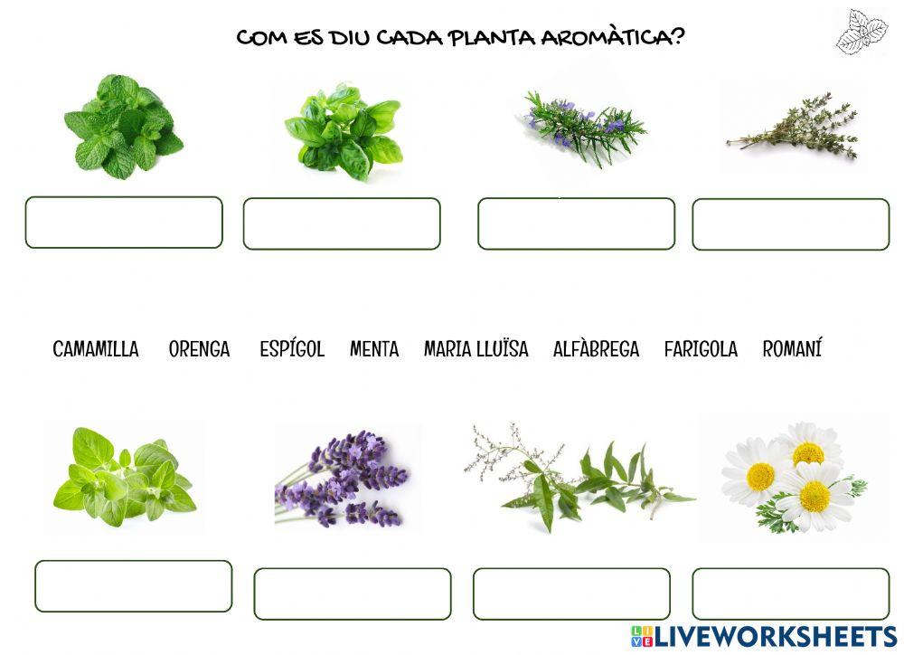 Les plantes aromàtiques