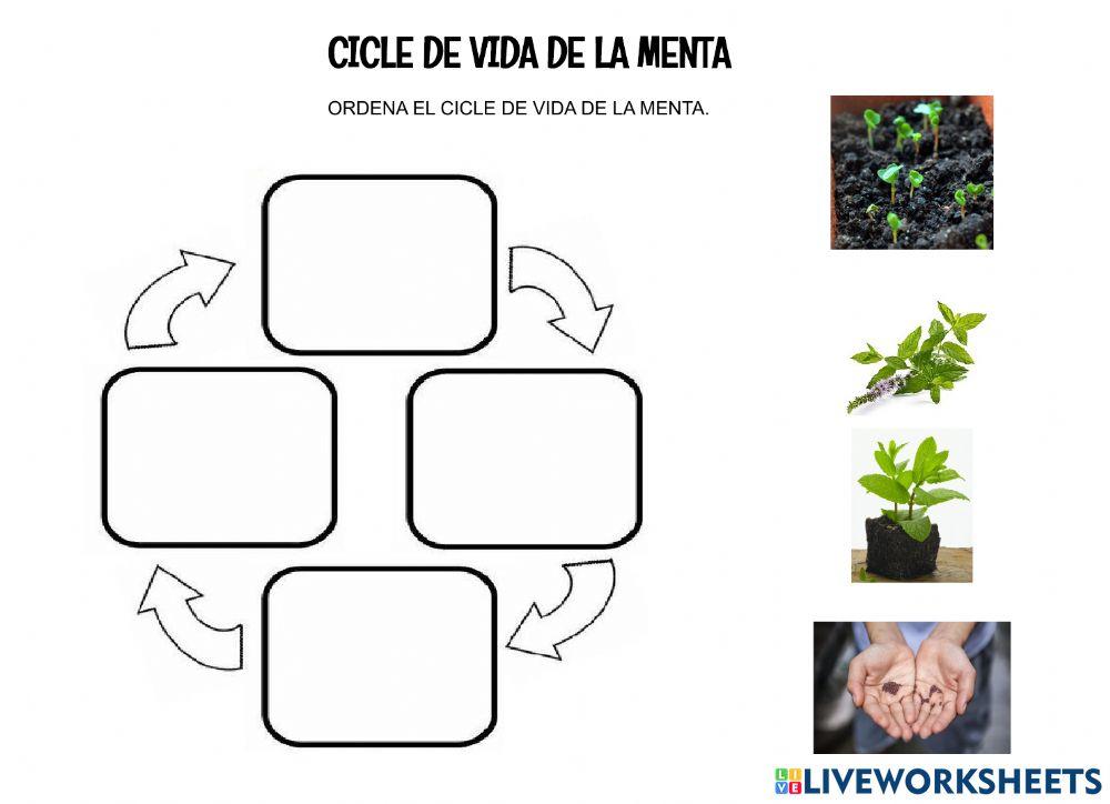 Les plantes aromàtiques