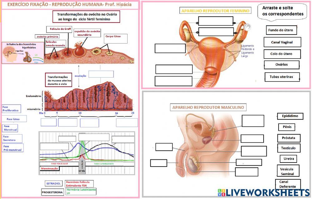Aparelho Reprodutor Humano