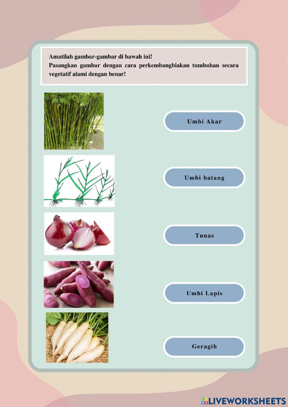 LKPD IPA Kelas 6 T1 S1 P1