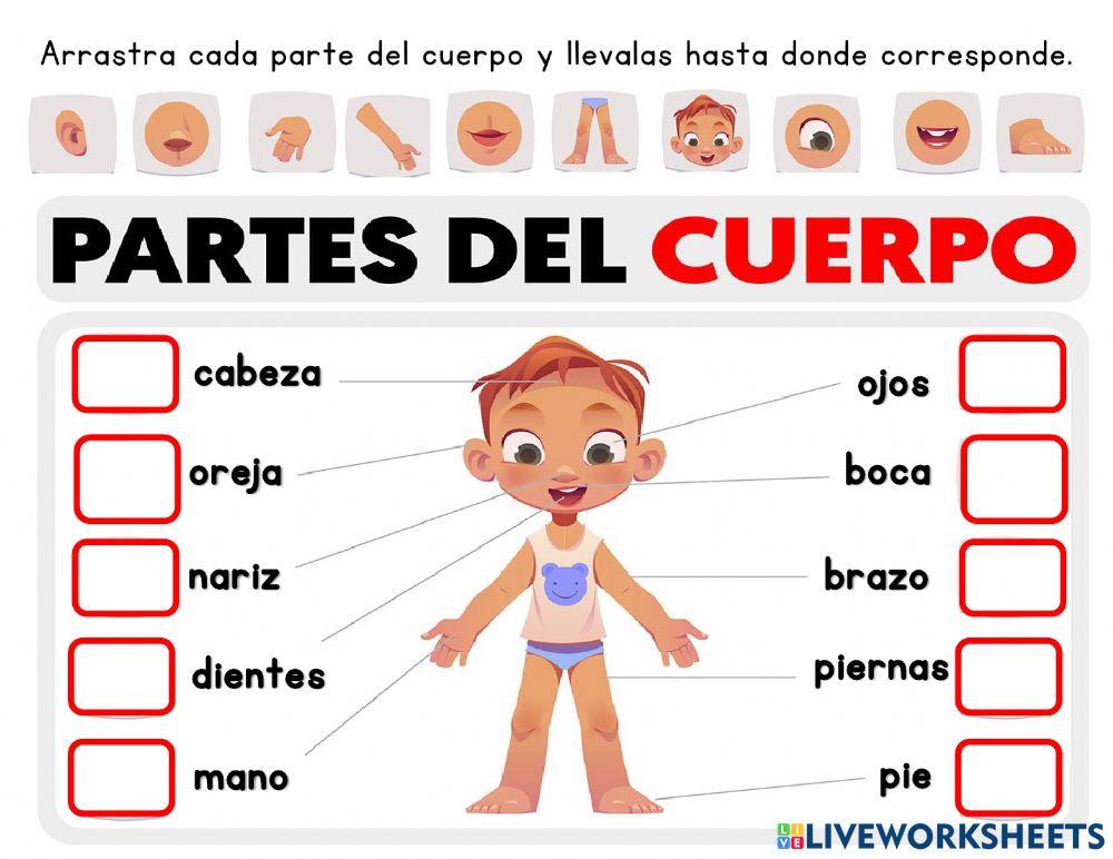 Partes del cuerpo humano
