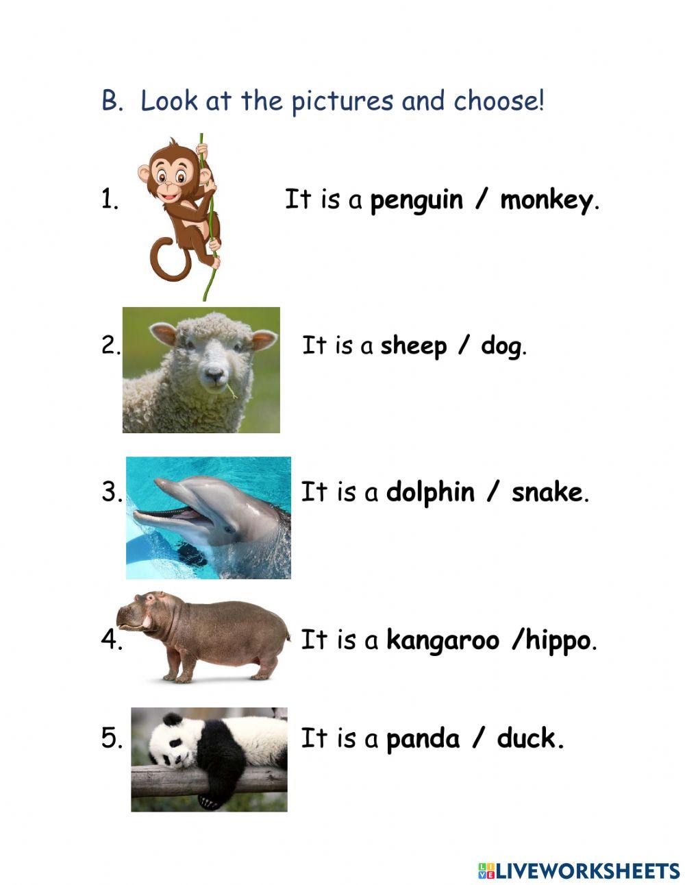 Animals quiz