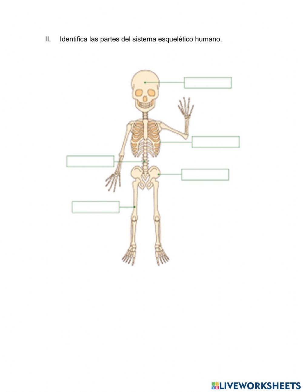 El sistema esquelético humano