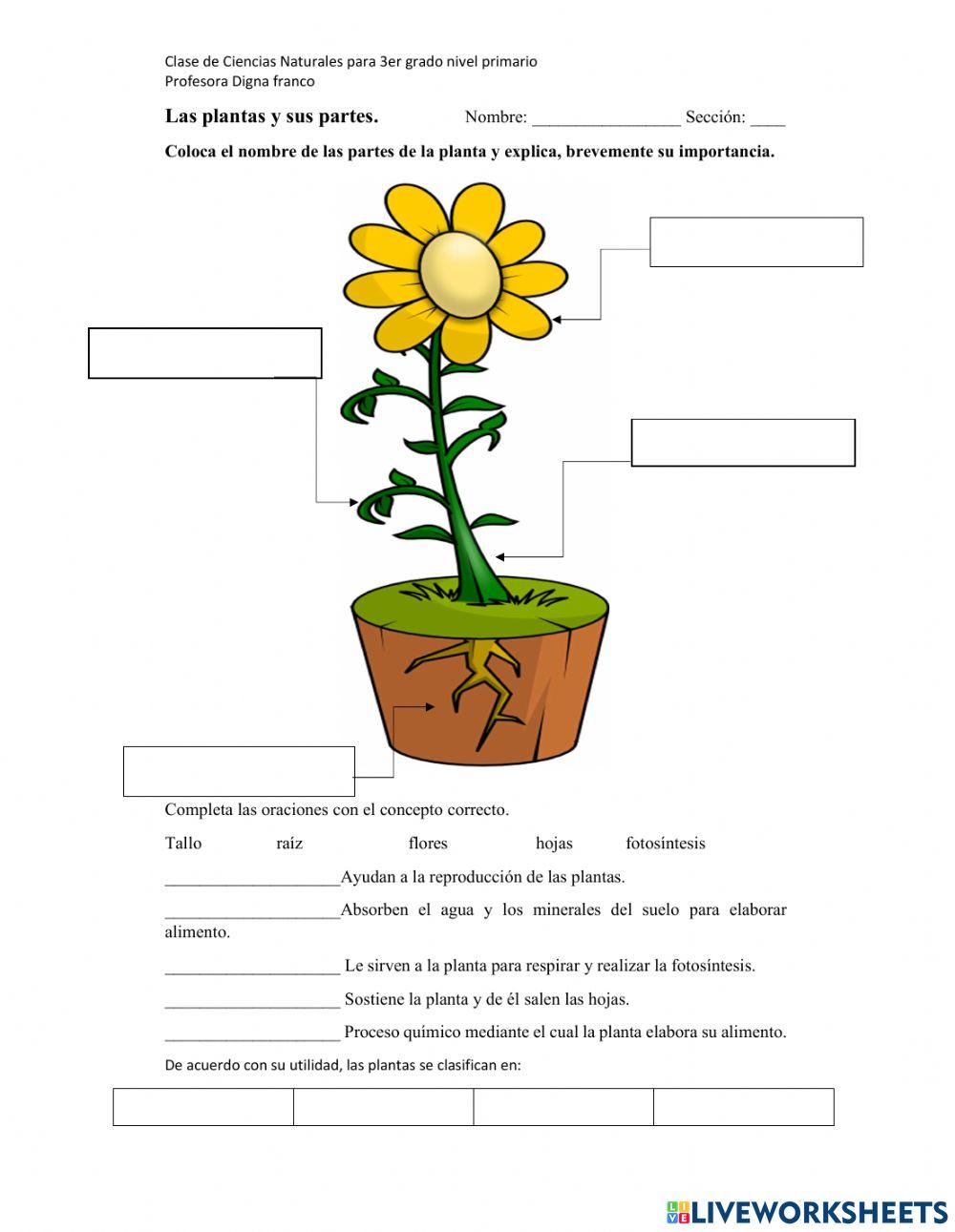 Las plantas y sus caracterìsticas