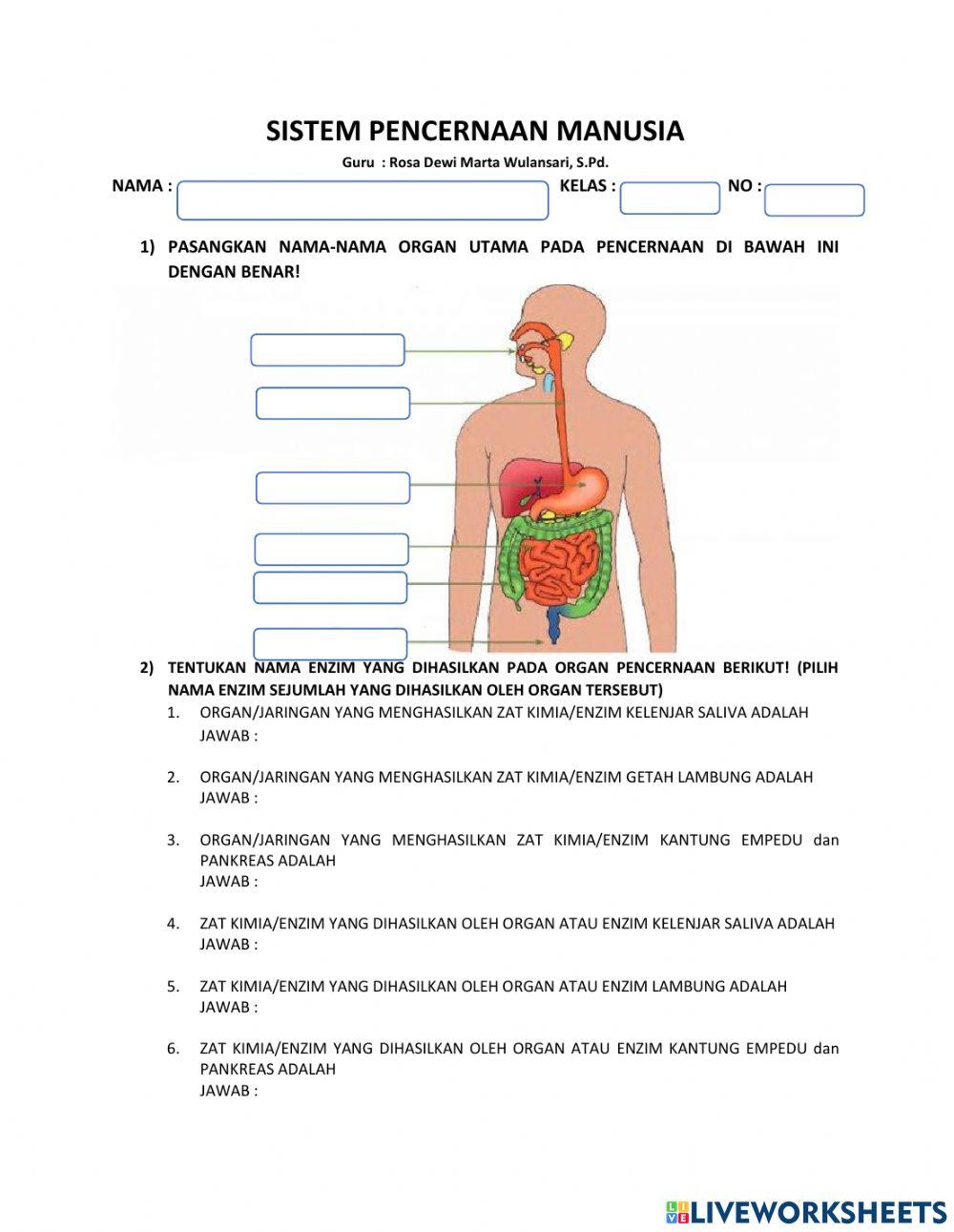 Sistem pencernaan manusia