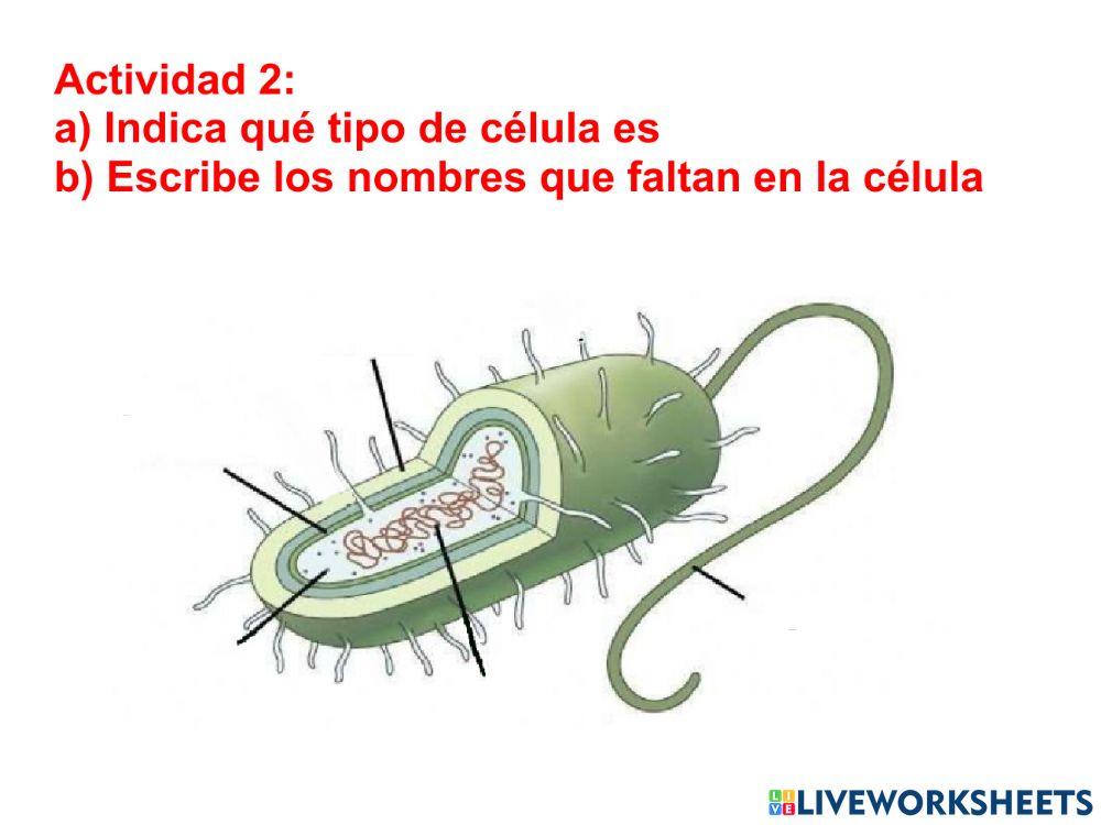 La célula - Parte 1ª