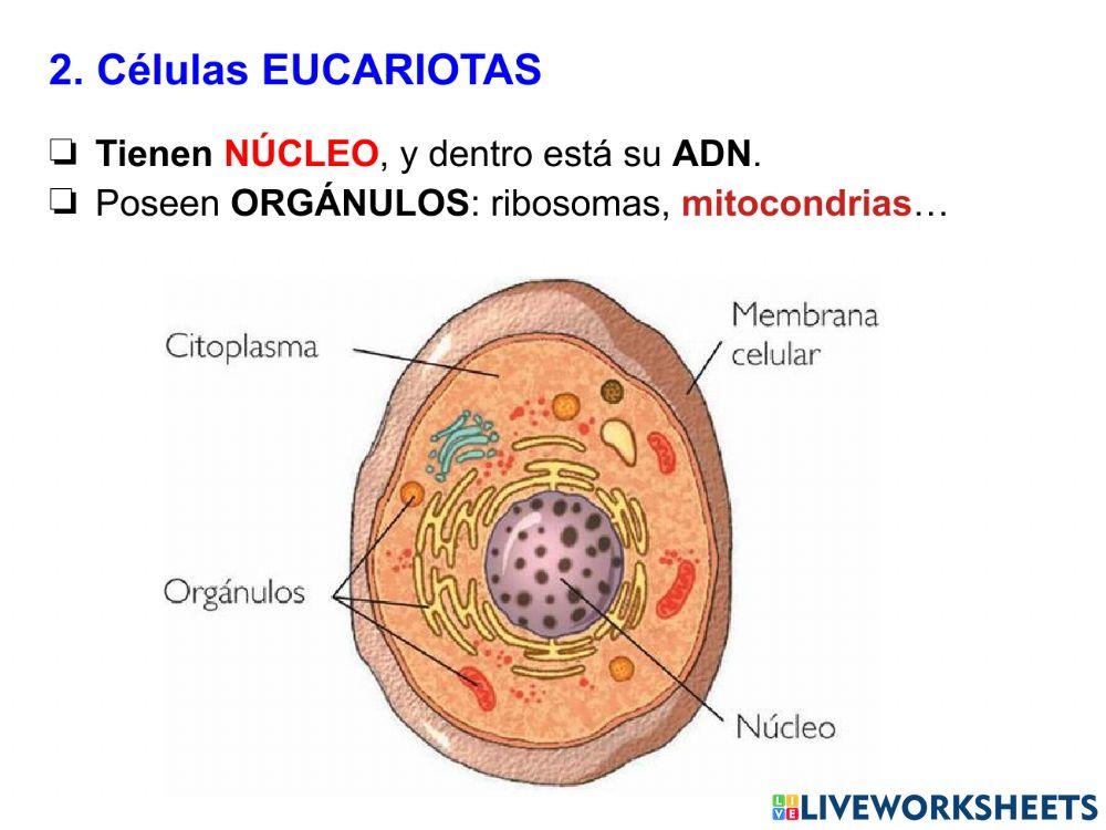 La célula - Parte 2