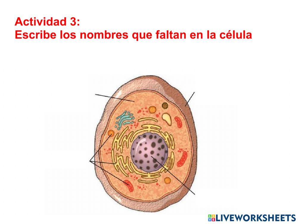 La célula - Parte 2