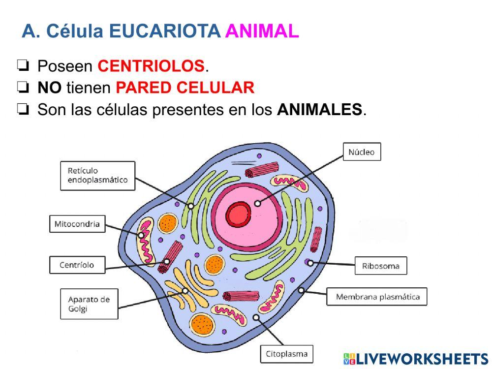 La célula - Parte 2