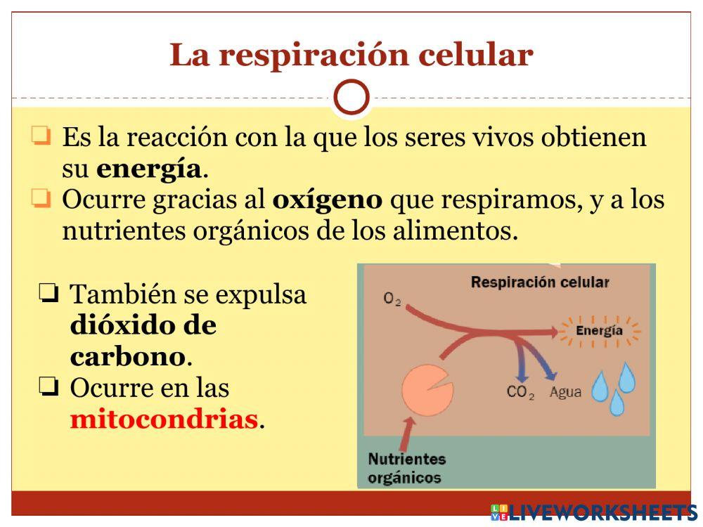La nutrición - Parte 1
