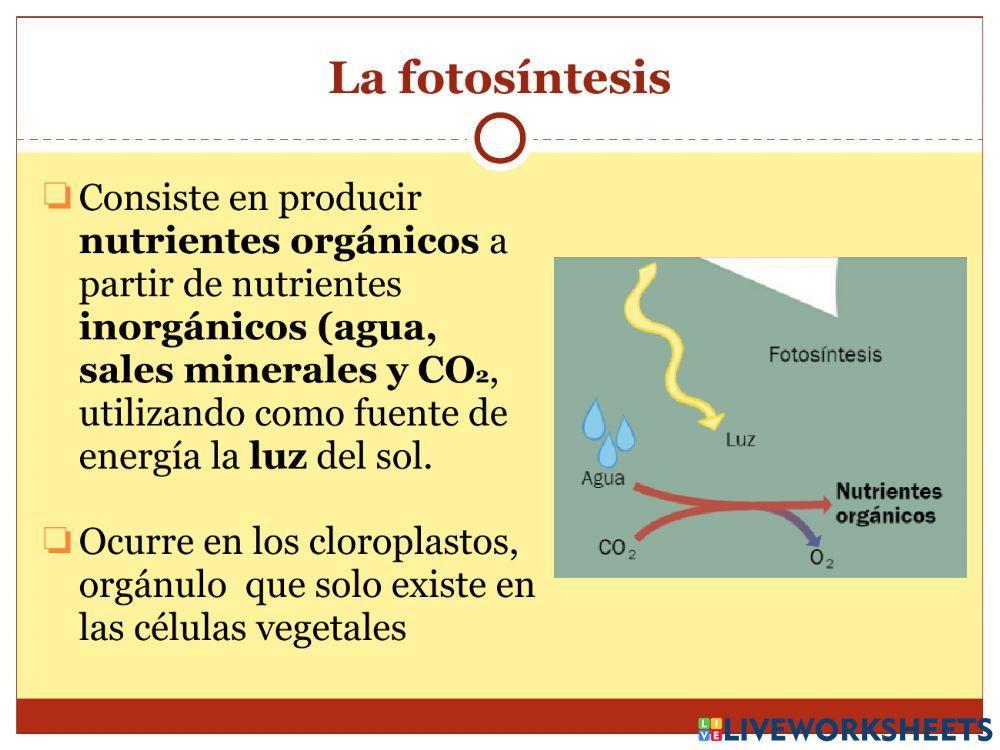 La nutrición - Parte 2
