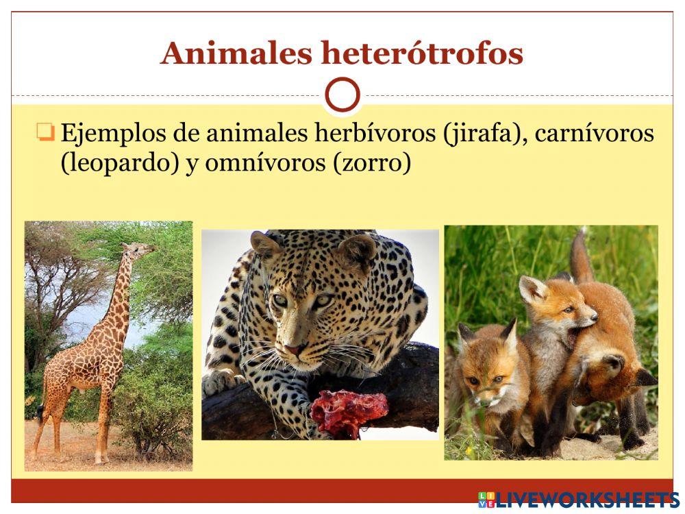 La nutrición - Parte 3