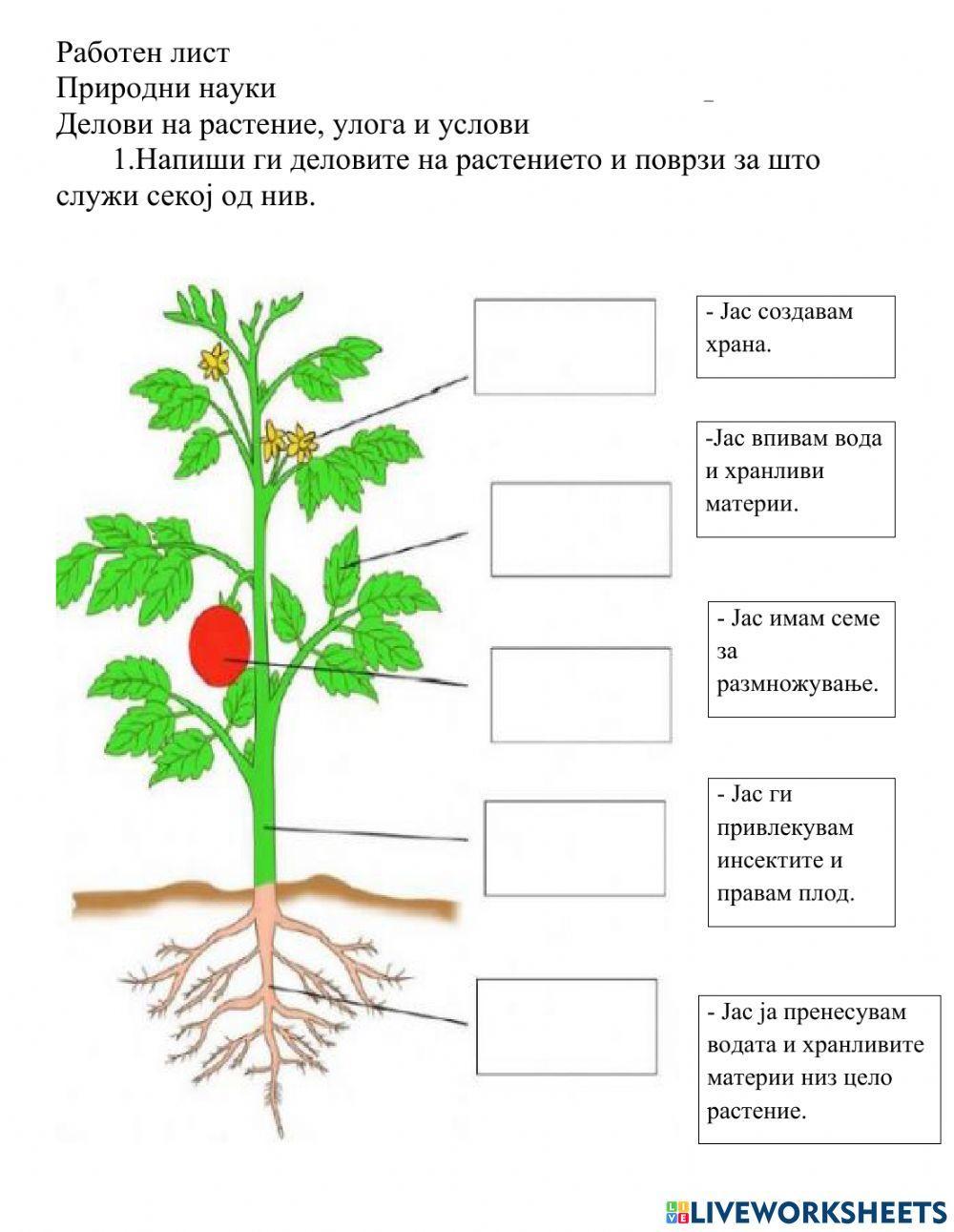 Делови на растение и улога online exercise for | Live Worksheets