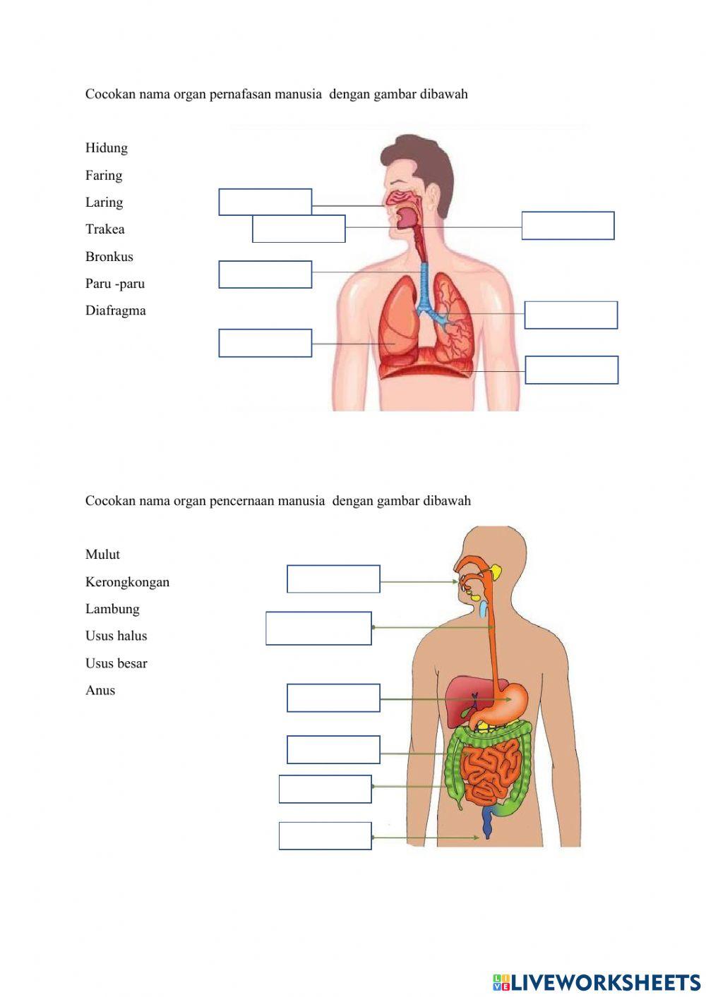 Pernafasan dan pencernaan