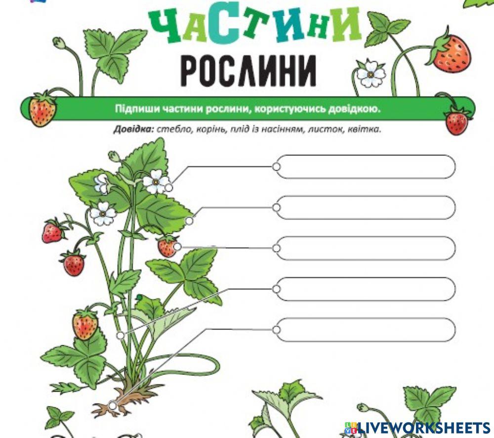Частини рослини
