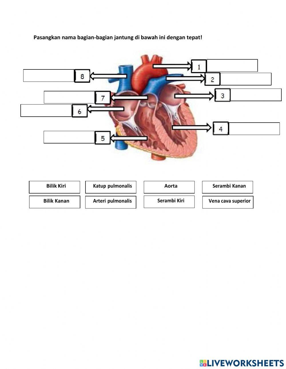 IPA-Sistem Peredaran Darah pada Manusia