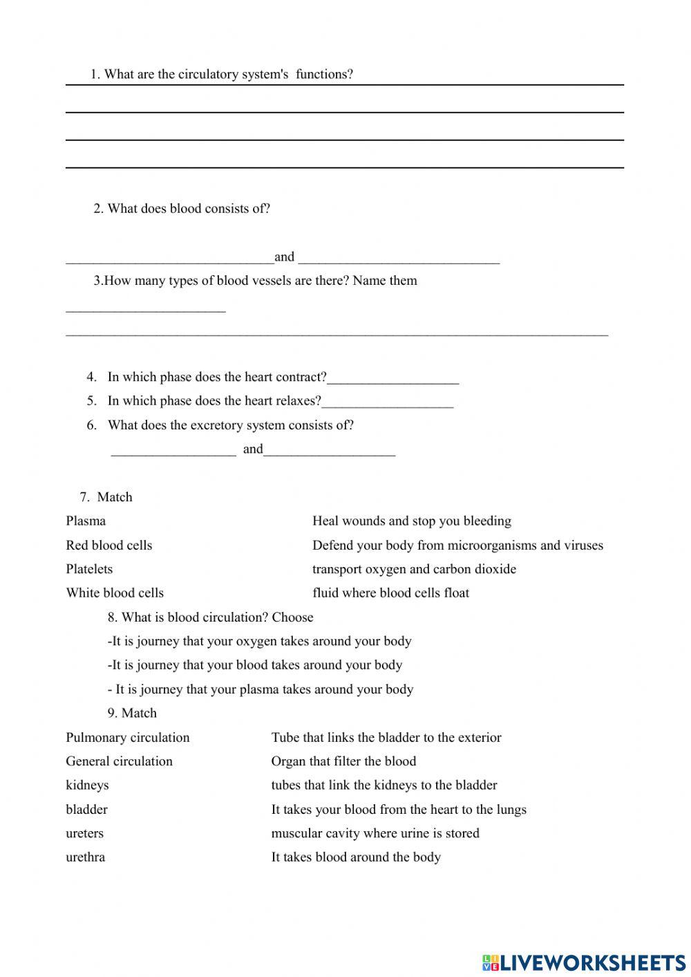 Circulatory system and excretory system