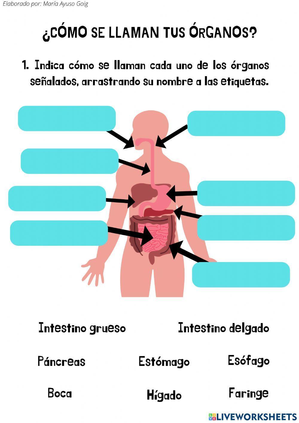 Los órganos del aparato digestivo