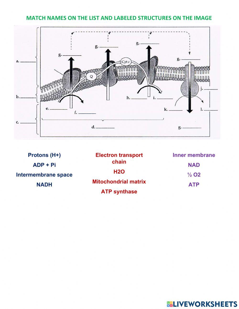 2230397 Electron transport chain worksheet Bauyrzhan