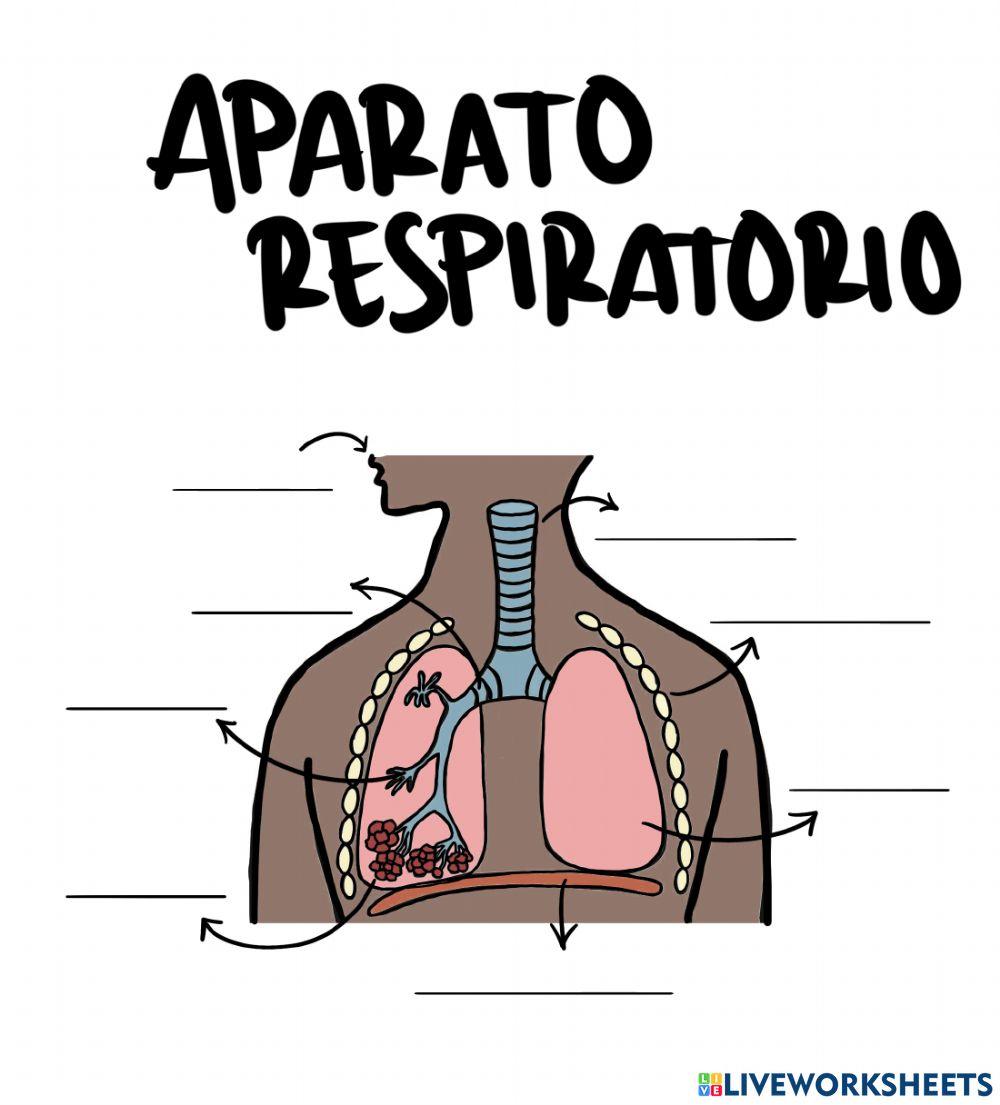 Aparato respiratorio