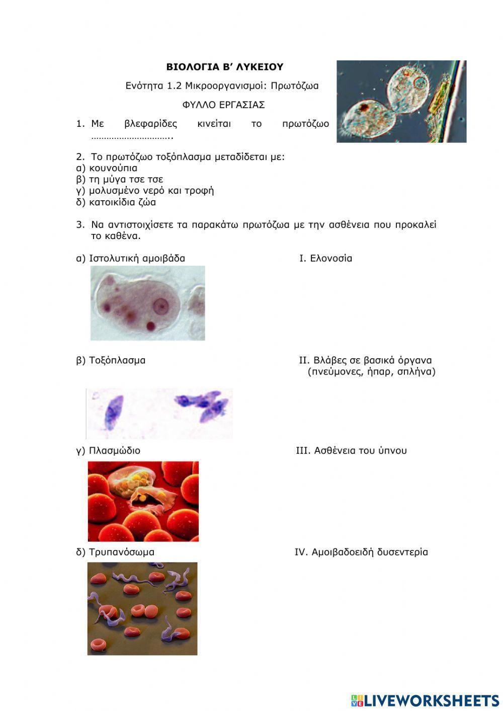 ΒΙΟΛΟΓΙΑ Β' ΛΥΚΕΙΟΥ 1.1 ΠΡΩΤΟΖΩΑ