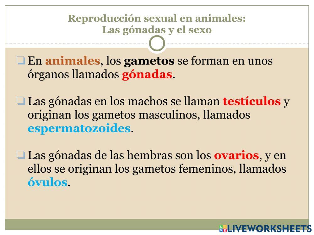 La reproducción Parte 2