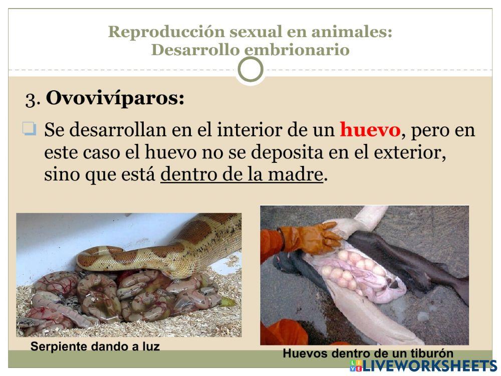 La reproducción Parte 3