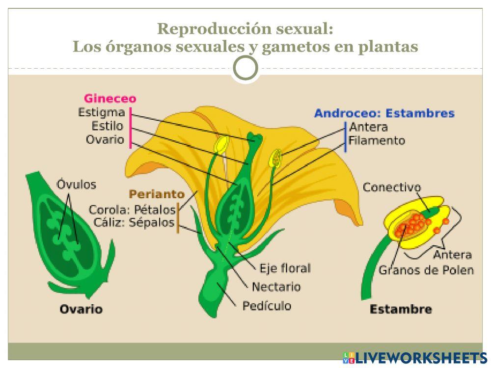 La reproducción Parte 4