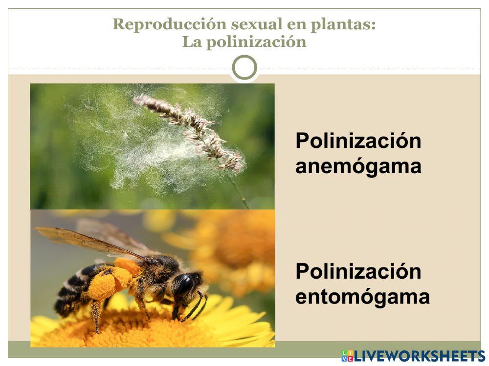 La reproducción Parte 4