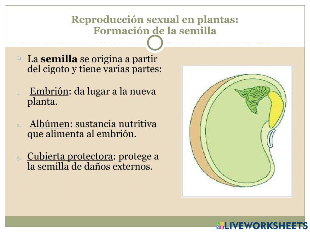 La reproducción Parte 4