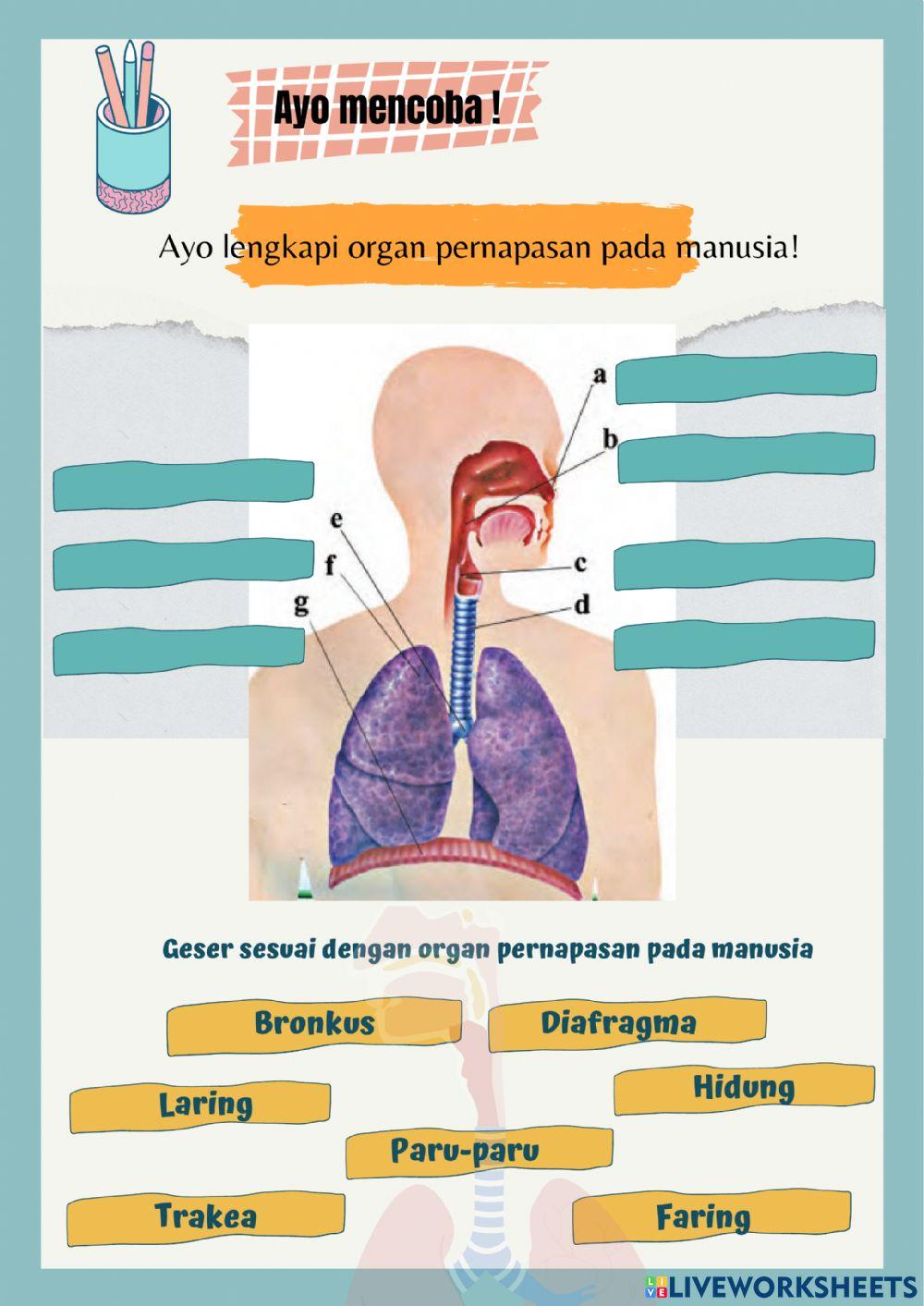 Lembar Kerja Peserta Didik