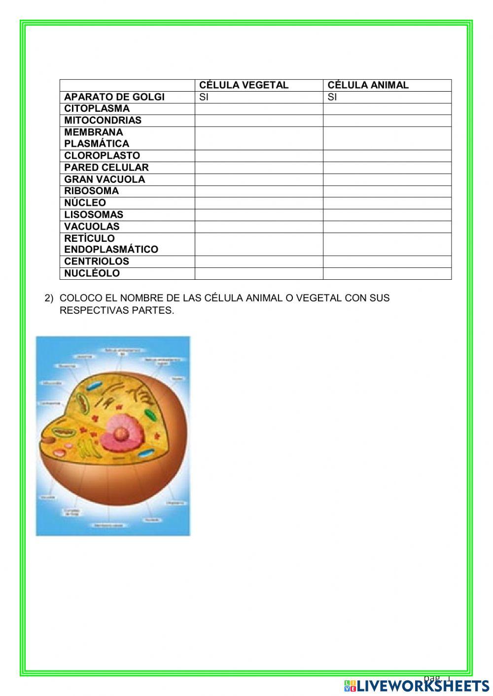 Celulas animal y vegetal