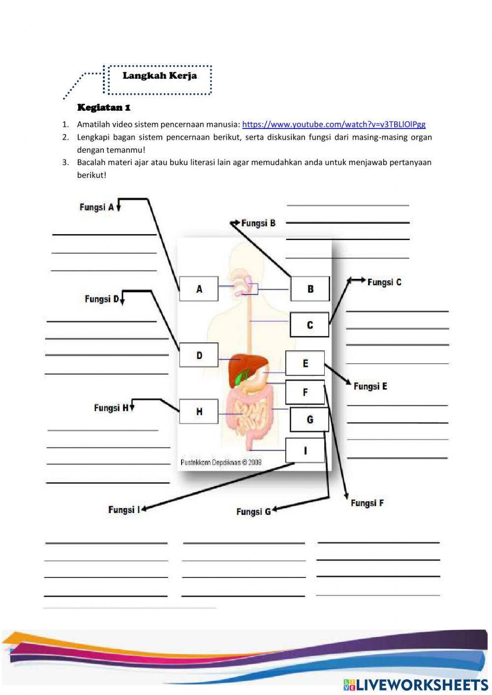 Sistem Pencernaan manusia