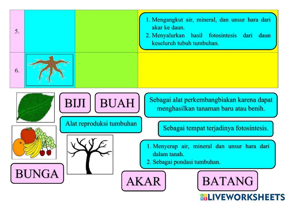 Bagian tubuh tumbuhan