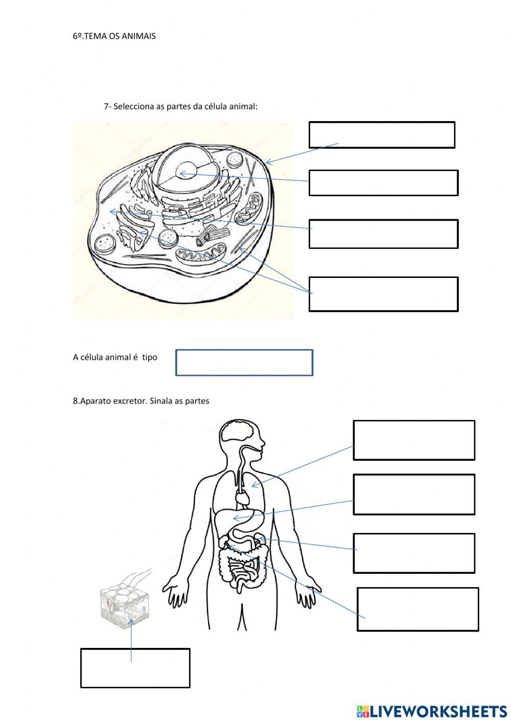 Os animais 6º primaria