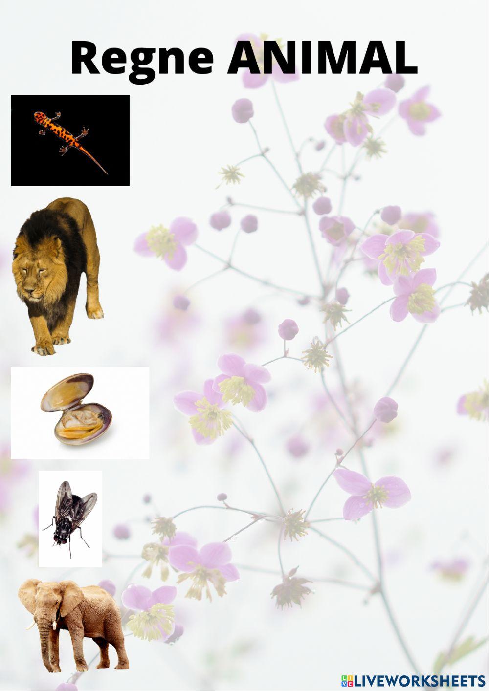 El regne animal