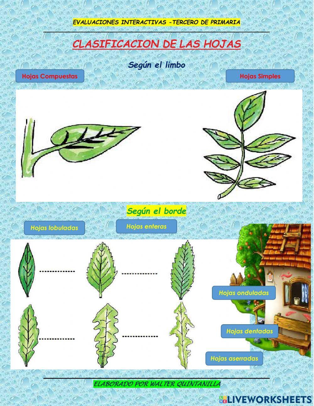 Evaluación de la hoja 