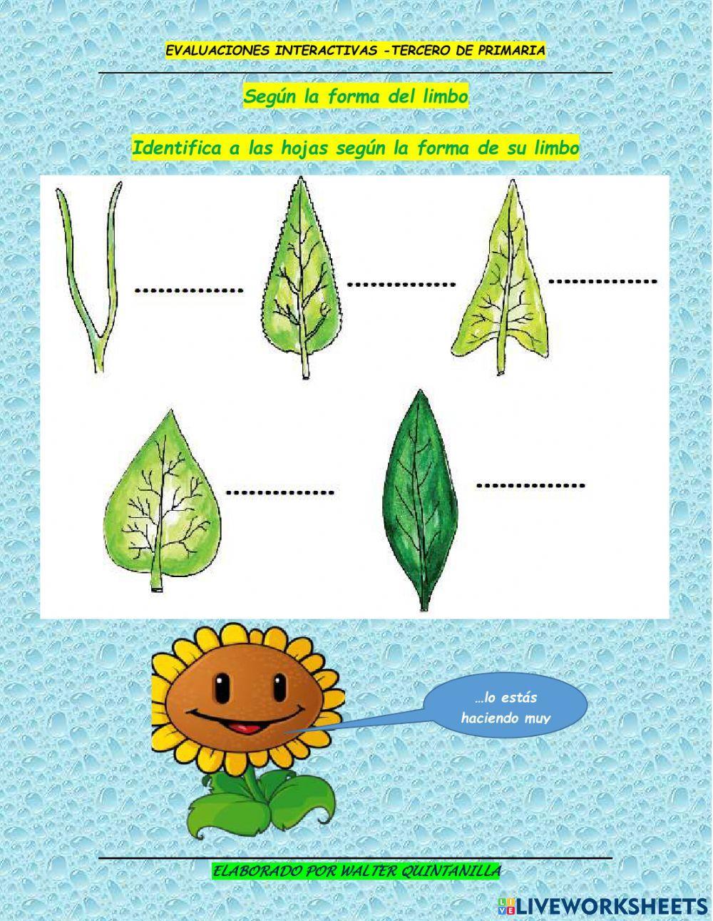 Evaluación de la hoja 