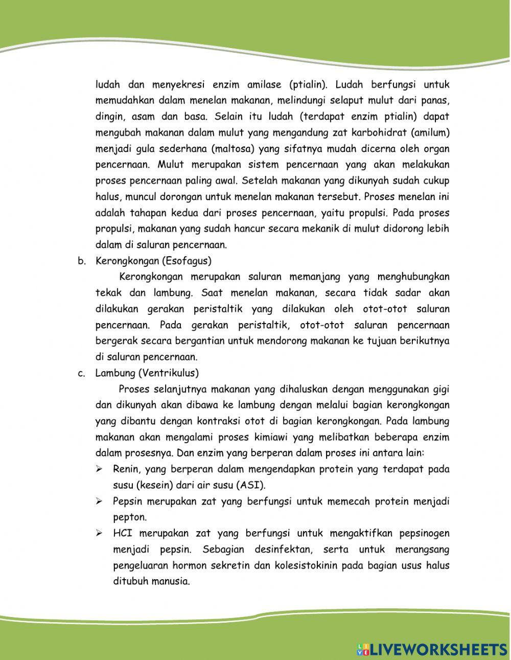 Sistem Pencernaan Manusia