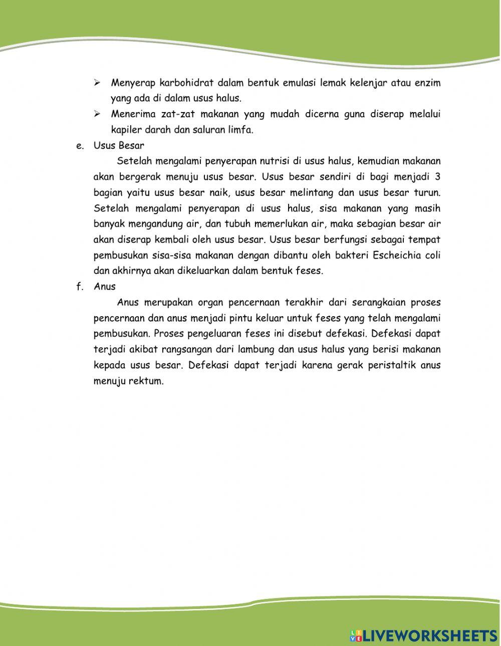 Sistem Pencernaan Manusia