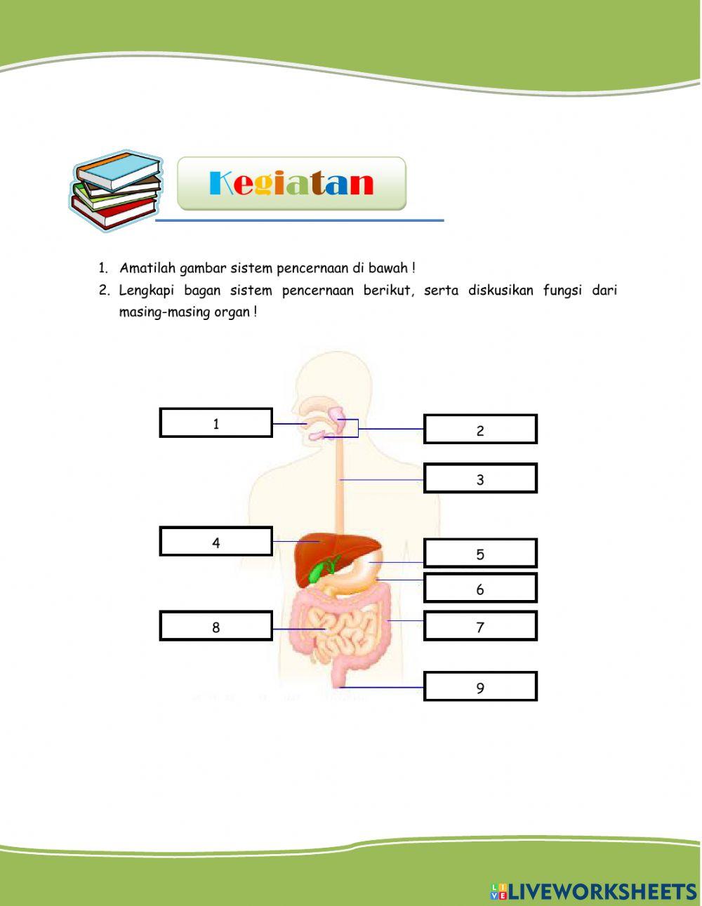 Sistem Pencernaan Manusia