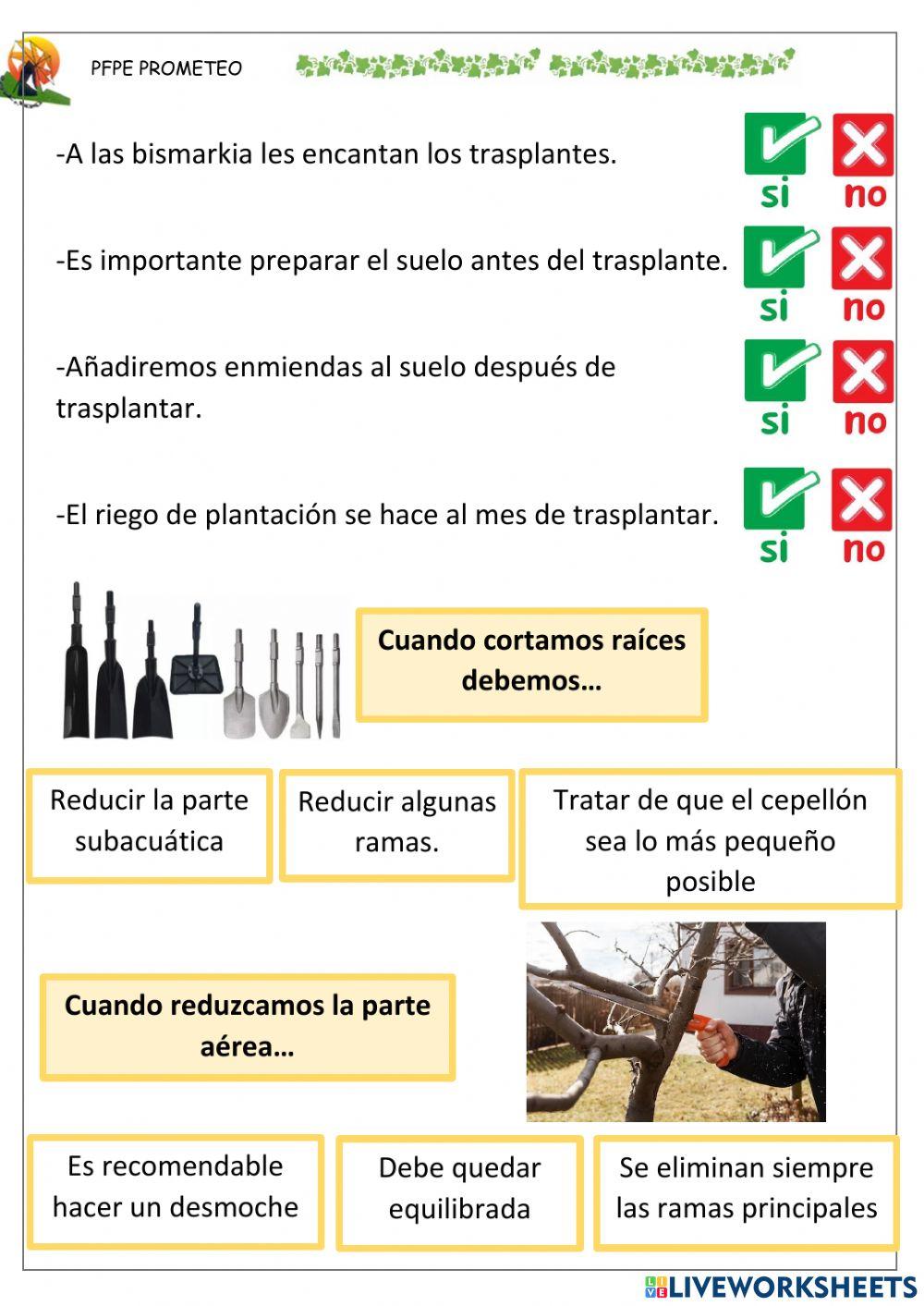 PArte aérea trasplante