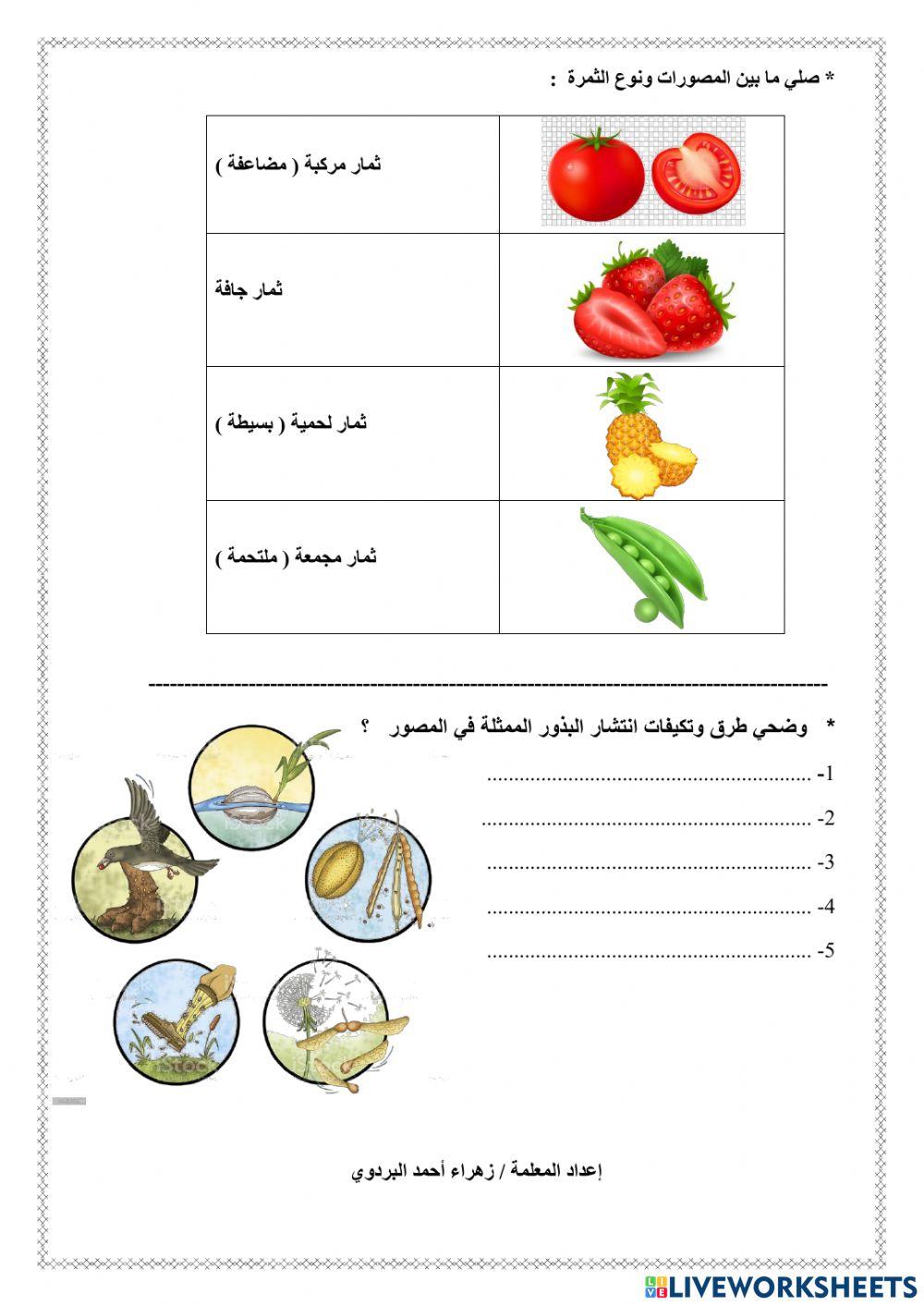 النباتات الزهرية