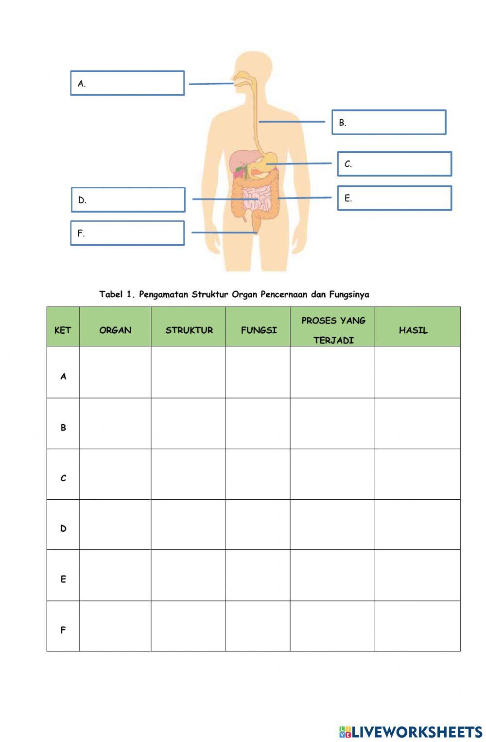 Lkpd sistem pencernaan manusia