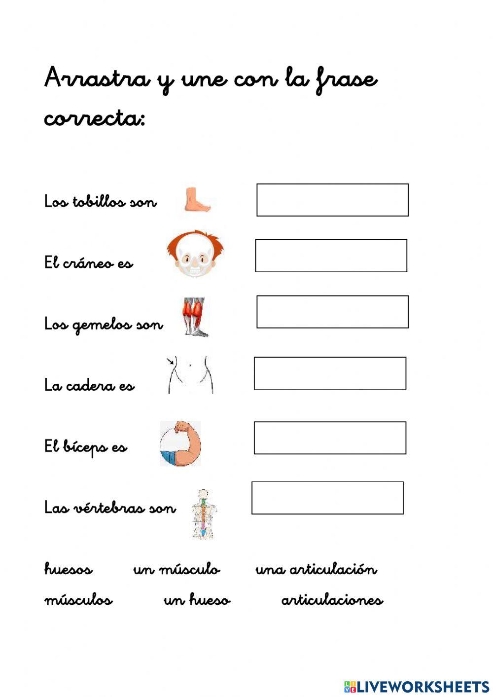 Los huesos y músculos